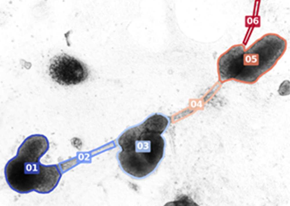 2D cardiac organoid electrical signal transmission 1